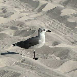 Hi nice to meet a fellow Posher!